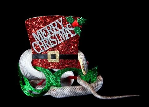 Corn Snake slithering through a pair of holiday Christmas Hat glasses isolate Stock Photos