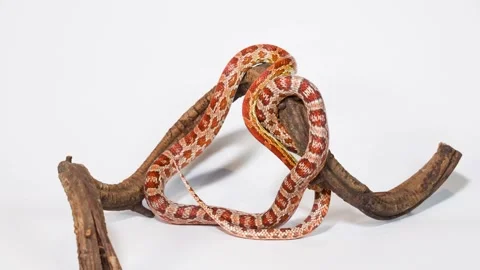 Corn Snake Slowly Coiling Around Wooden Branch Perch Stock Footage 324937978