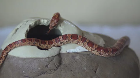 Corn snake on the stone Stock Footage 46843696