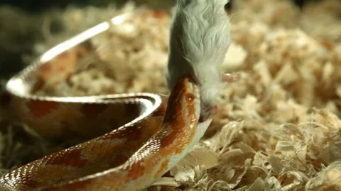 Corn snake striking and eating white mouse on shavings Stock Footage 327513485