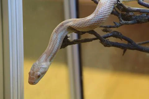 Corn snake in a terrarium Stock Photos