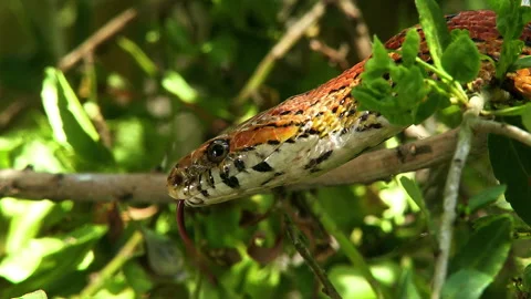 Corn snake on a tree branch Stock Footage 131873695