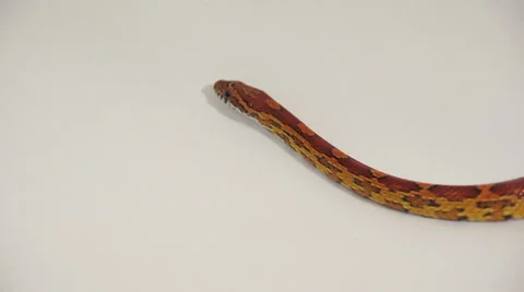 Corn Snake on a white background Stock Footage 62586655