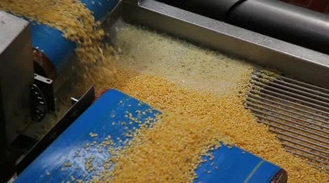 Corn on the sorting table fray 動画素材 10917186