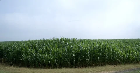 Corn Sowing Field Stock Footage 94357645