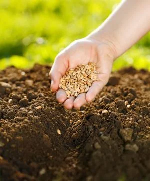 Corn sowing by hand Stock Photos