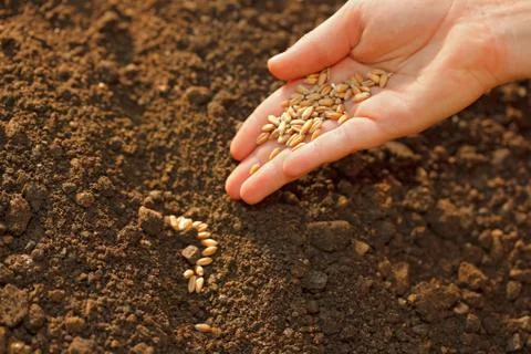 Corn sowing by hand Stock Photos