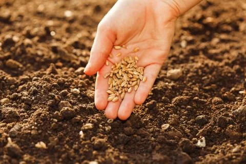 Corn sowing by hand Stock Photos