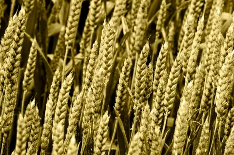 Corn spikes Stock Photos