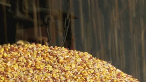 Corn spill in a French silo Stock Footage 75663269