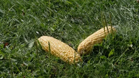 Corn splashed with water on the green grass, vegetable, slow motion, sunny Stock Footage 210248907