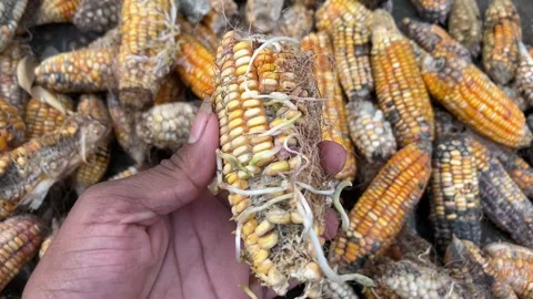 Corn Spoiled by Rain | Wet Maize with Sprouting Kernels and Crop Damage Close-Up Stock Footage 318553909
