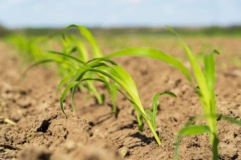 Corn sprout grow in soil. Corn sprout close up Stockfoto's