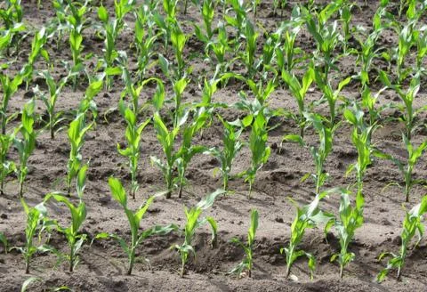 Corn sprout under sunshine Stock Photos