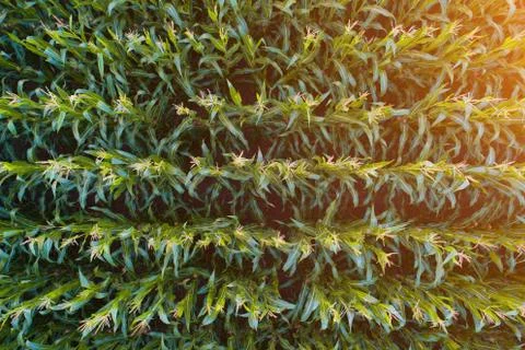 Corn sprouts close-up Stock Photos