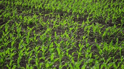 Corn sprouts emerging on a well-seeded field in beautiful spring light. Stock Footage 295866382