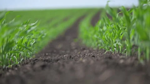 Corn sprouts in even rows sway under summer breeze. Stock Footage 316419048
