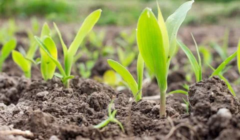 Corn sprouts in the garden Stock Photos