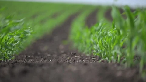Corn sprouts grow evenly in rows, dancing with wind. Stock Footage 316242480