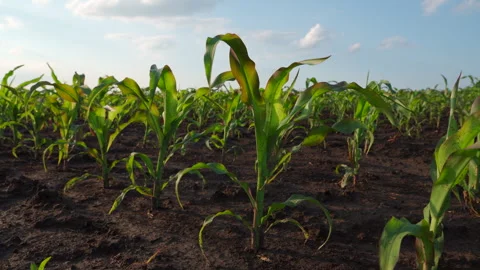 Corn sprouts grow in field.  4k footage. Stock Footage 280917289