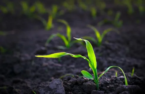 Corn sprouts grow in a field with black soil Stock Photos