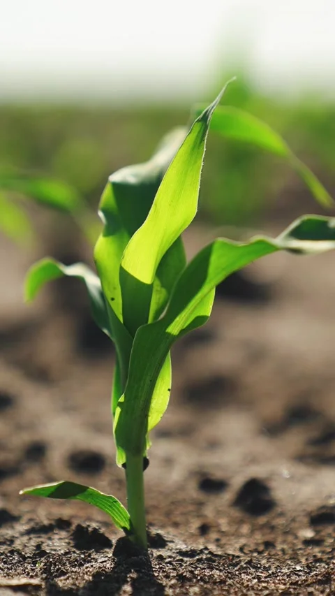 Corn sprouts grow in field. Close up, green fresh corn leaves illuminated by sun Stock Footage 288221717