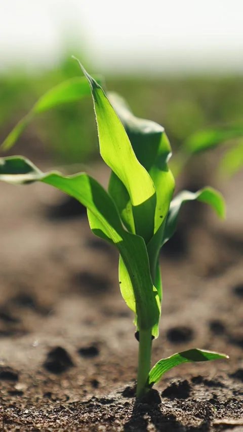 Corn sprouts grow in field. Close up, green fresh corn leaves illuminated by sun Stock Footage 294668599