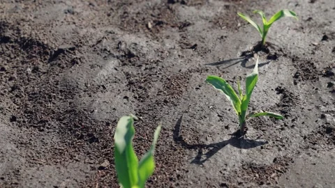 Corn sprouts peek out of damp ground, green leaves flutter in wind. Seedlings Stock Footage 276869418