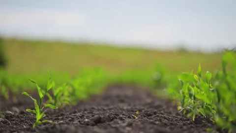 Corn sprouts in rows sway in wind on a sunny field, vibrant green and Stock Footage 310099783