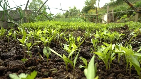 Corn Sprouts on Soil 1 Stock Footage 107997067