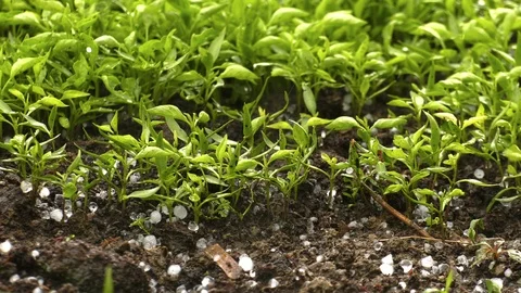Corn Sprouts on Soil and Hailing 1 Stock Footage 107999057