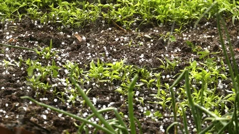 Corn Sprouts on Soil and Hailing 2 Stock Footage 108001483