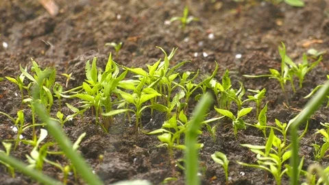 Corn Sprouts on Soil and Rain 2 Stock-Footage 108003677