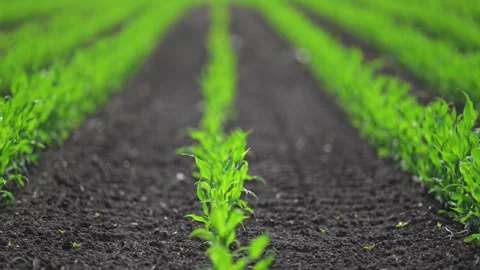 Corn sprouts stretch upward, wind brushing leaves gently. Stock Footage 316240635