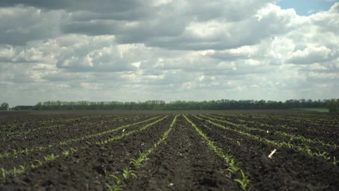 Corn sprouts. uniform sowing. precision farming. Stock Footage 202287228