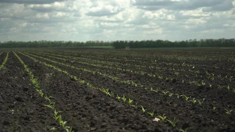 Corn sprouts. uniform sowing. precision farming. Stock Footage 202287315
