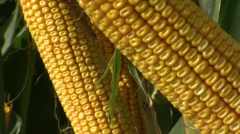 Corn Stalk 1 Stock Footage 824591