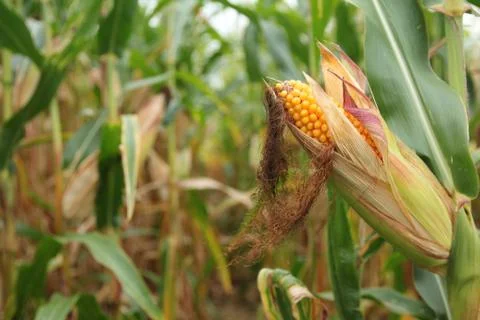Corn on a Stalk 1 Stock Photos