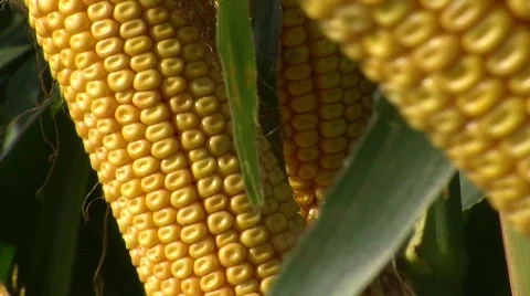 Corn Stalk 2 Stock Footage 824595