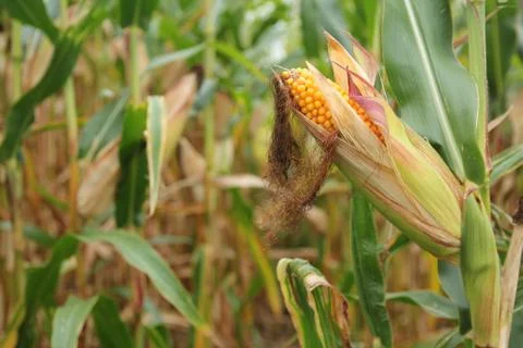 Corn on a Stalk 2 Stock Photos