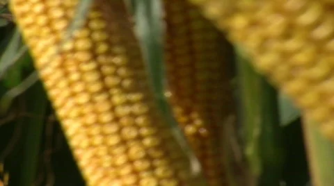 Corn Stalk 3 Stock Footage 824597