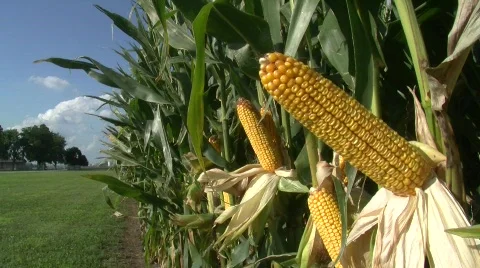 Corn Stalk 4 Stock Footage 824599