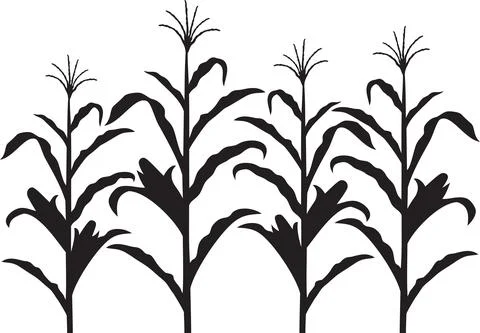 Corn stalk black and white Stock Illustration