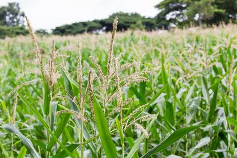 Corn stalk blossom Stock Photos