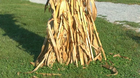 Corn stalk bundle Stock Footage 30134082
