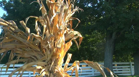 Corn stalk bundle in slight morning breeze Stock Footage 30135667