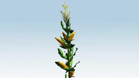 Corn Stalk Closeup Stock Footage 308711937