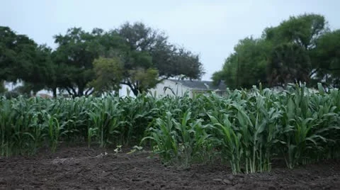 Corn Stalk on a Cloudy Day Stock Footage 11876542
