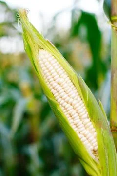 Corn on the stalk in the corn field Stock Photos