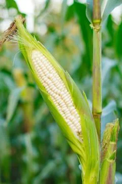 Corn on the stalk in the corn field Stock Photos